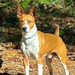 Bug - Rat Terrier