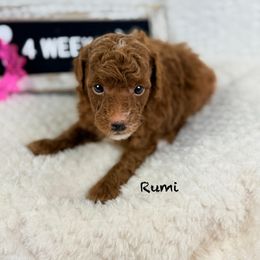 Cereal - Red  female Poodle puppy in Florida from Adorable Toy-Miniature Poodles