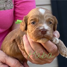 Haba - Red male Cockapoo puppy in Mocksville, North Carolina from Little Bear Doodles