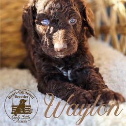 Waylon - Brown and white male Aussiedoodle puppy in Ennis, Texas from God’s Little Aussies