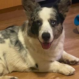 American Corgis from Stephanie's Corgis