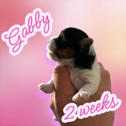 Gabby - Black tan and white female Biewer Terrier puppy in Temecula, California from Biewer Puppies USA