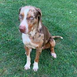 Gunner - Red merle male Catahoula Leopard Dog puppy in Gadsden, Alabama from Rich Cat’s