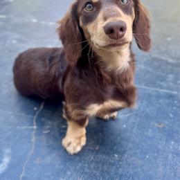 Beau (Guardian Home) - Chocolate and cream male Dachshund puppy in Cherry Valley, California from Sugar and Spice Dachshunds