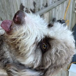 Aussiedoodles from Royal Conron Doodles