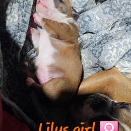 Lily's Girl - Fawn female Boston Terrier puppy in Versailles, Indiana from Benhams Bostons