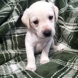 Green Collar Male - Yellow male Labrador Retriever puppy in Reedsville, Pennsylvania from Leanna's Labradors