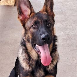 Rin - German Shepherd