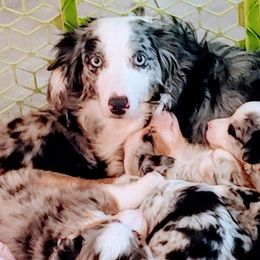 Poppi - Miniature Australian Shepherd