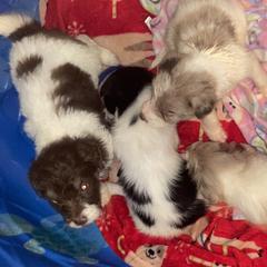 Aussiedoodles, Bordoodles, and Poodles from Danie’s Doggie Den