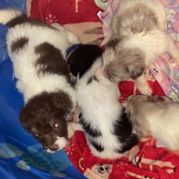 Aussiedoodles, Bordoodles, and Poodles from Danie’s Doggie Den