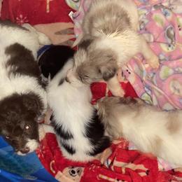 Aussiedoodles, Bordoodles, and Poodles from Danie’s Doggie Den