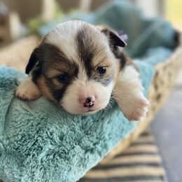 Coco-Purple collar female - Sable female Pembroke Welsh Corgi puppy in Benjamin, Utah from Nuna’s  Corgis
