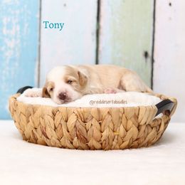 Tony - Apricot male Australian Labradoodle puppy in Hurricane, Utah from Red Desert Doodles