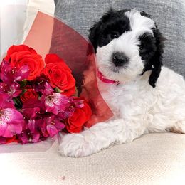 Sheepadoodle Puppies from Maplesierradoodles