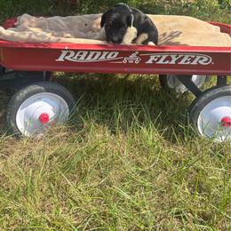Cranberry - Parti male Goldendoodle puppy in Milan, Georgia from Cherokee Rose kennels