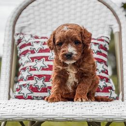 Blue collar boy - Red  male Goldendoodle puppy in Spokane, Washington from Dream Doodles in Spokane WA