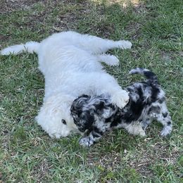 Goldendoodle Puppies from Bianca Bleu Goldendoodles