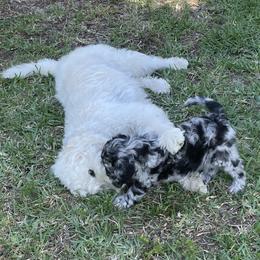 Goldendoodle Puppies from Bianca Bleu Goldendoodles