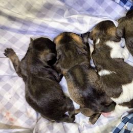 Miniature Schnauzer Puppies from Byrd's Miniature Schnauzers