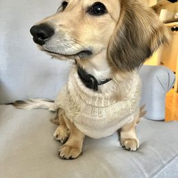 Dachshund Puppies from Little Kisses Doxies