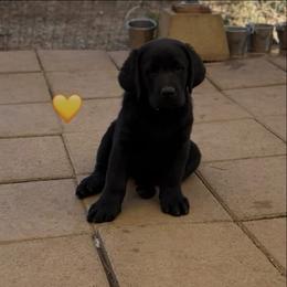 Yellow Collar - Black male Labrador Retriever puppy in Somerset, California from Cantina Labs and Cavs