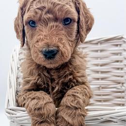 Chili - Red  male Goldendoodle puppy in Mecklenburg County, North Carolina from Rustic Road Doodles