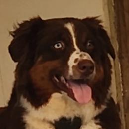 River - Australian Shepherd