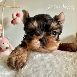 Indigo - Blue and gold female Yorkshire Terrier puppy in Kendallville, Indiana from Yorkies Kisses