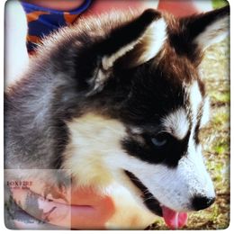 Pomsky Puppies from Foxfire Arctic Spitz