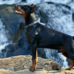 Doberman Pinschers from SuperDobermans