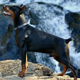 Doberman Pinschers from SuperDobermans