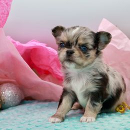 Escamillo - Merle male Chihuahua puppy in Raleigh, North Carolina from Fiddlefigg Chihuahuas