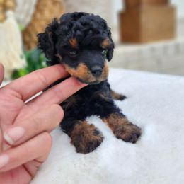 Sonja - Phantom female Poodle puppy in Dothan, Alabama from Farquharson's Poodles&Doodles
