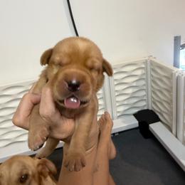 Valour Blue Collar - Yellow male Labrador Retriever puppy in Elloree, South Carolina from Moonlight Kennels LLC
