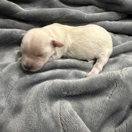 Juliet - White female Havanese puppy in Cadwell, Georgia from Hashtag Havenese