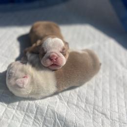 Boy 3 - Red male Bulldog puppy in Charlotte, North Carolina from Golden Leaf Kennels LLC