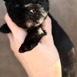 Wednesday AKC - Black and tan female Yorkshire Terrier puppy in Hope, Indiana from DJ Yorkies