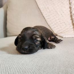 Rotini - Cream male Dachshund puppy in Dighton, Massachusetts from Powerdox Dachshunds