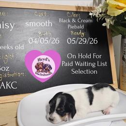 Daisy - Piebald female Dachshund puppy in Hoquiam, Washington from Heyd's Mini Dachshunds