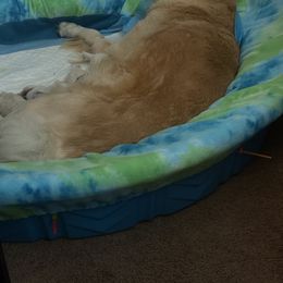 Jade - Golden female Golden Retriever puppy in Aliso Viejo, California from Golden Puppy Dog