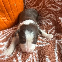 Alejandro - White and red male Border Collie puppy in Mckinney, Texas from Border Collies of Ruidoso