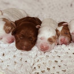 Goldendoodle puppies from Stroodles Doodles