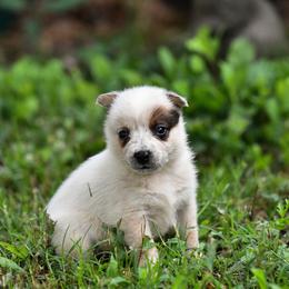 -Girl 1 - Red mottled female Australian Cattle Dog puppy in Kaufman, Texas from Emberwick Ranch