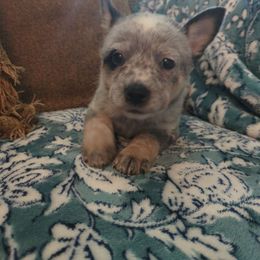 Heron - Blue mottled female Australian Cattle Dog puppy in Mena, Arkansas from Red Desert Australian Cattle Dogs