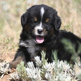 Bernese Mountain Dog, Golden Mountain Dog, and Golden Retriever Puppies from Grateful Bernese & Gage's Goldens
