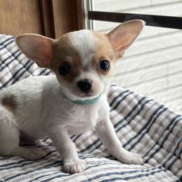 Light blue - Sable spotted white male Chihuahua puppy in Isanti, Minnesota from Happy Little Chihuahuas