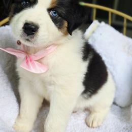 Please read the description - Black tri-color female Australian Shepherd puppy in Georgetown, California from Foothill Aussies