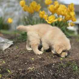 Golden Retriever and Nederlandse Kooikerhondje Puppies from Morning Sky Goldens