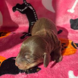 Blair - Chocolate and cream female Dachshund puppy in Yucaipa, California from Motorhead Dachshunds